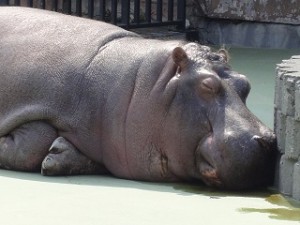 カバの昼寝