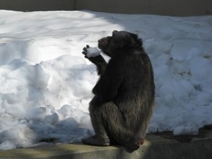 ３月22日　円山動物園 033