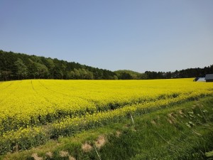 菜の花